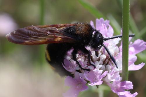 Réf. 359 871 : Megascolia maculata