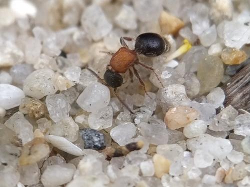 Réf. 359 200 : Smicromyrmini inconnu