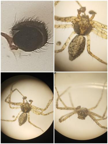 Tmarus stellio