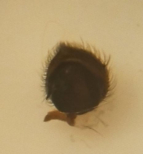 Tmarus stellio