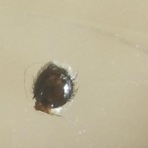 Réf. 359 347 : Tmarus stellio