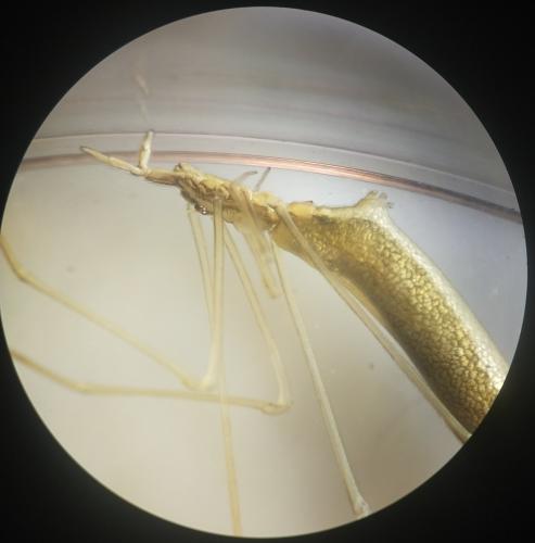 Réf. 359 656 : Rhomphaea rostrata