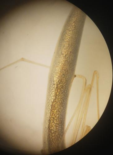 Réf. 359 658 : Rhomphaea rostrata
