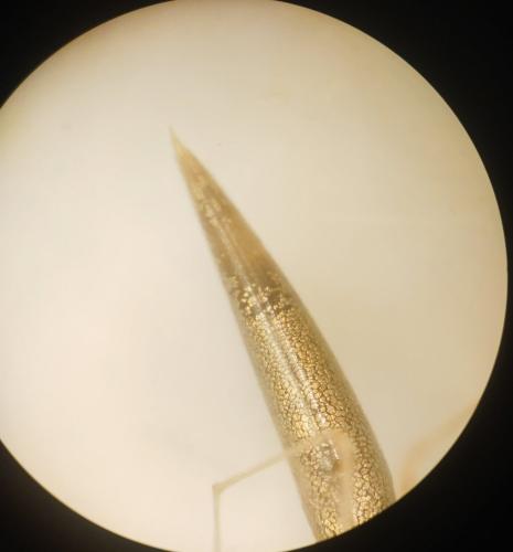 Réf. 359 660 : Rhomphaea rostrata
