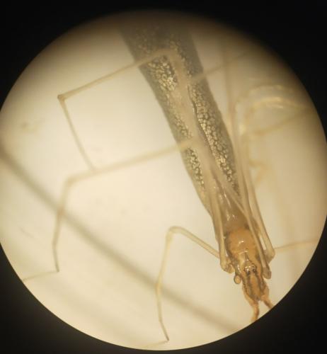Réf. 359 661 : Rhomphaea rostrata
