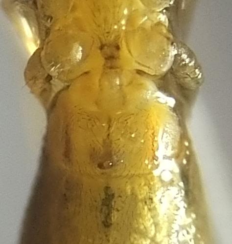 Réf. 359 662 : Rhomphaea rostrata
