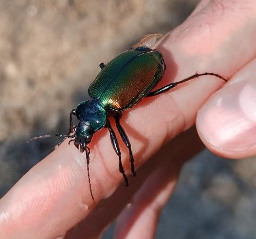 Calosoma sycophanta