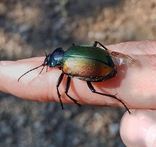 Calosoma sycophanta