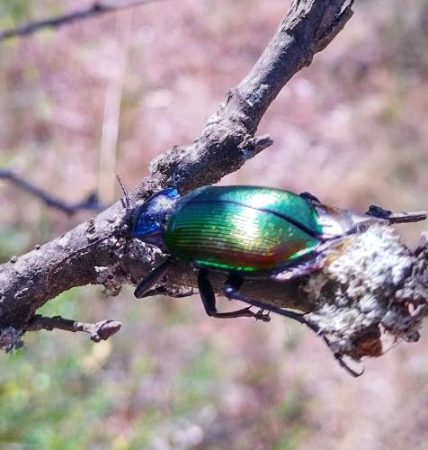 Calosoma sycophanta