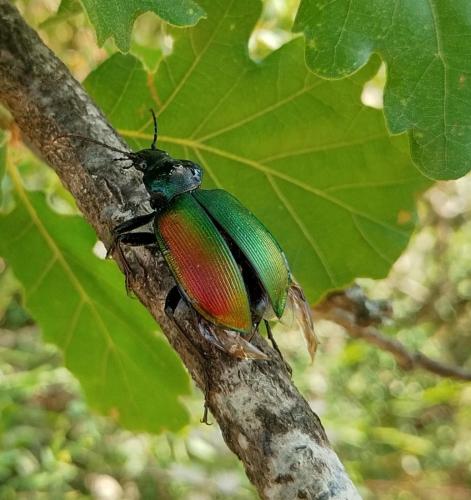Calosoma sycophanta