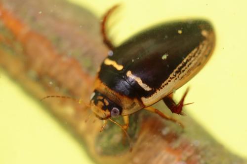 Réf. 359 217 : Hydaticus transversalis