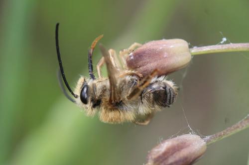 Réf. 359 126 : Eucera clypeata