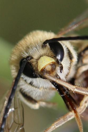 Réf. 359 127 : Eucera clypeata