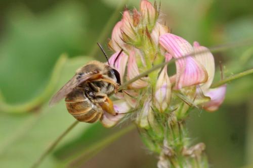 Eucera cineraria