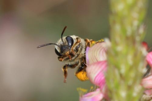 Réf. 359 549 : Eucera cineraria