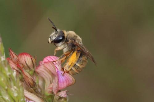 Réf. 359 551 : Eucera cineraria
