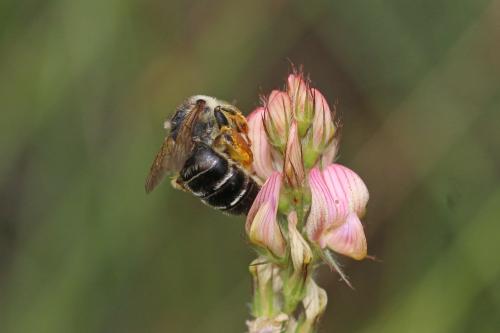 Melitta dimidiata