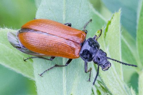 Omophlus lepturoides