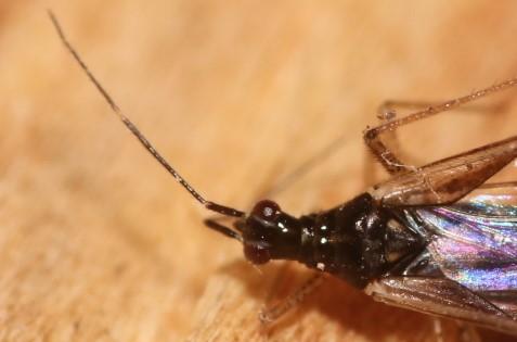 Réf. 359 900 : Dicyphus errans