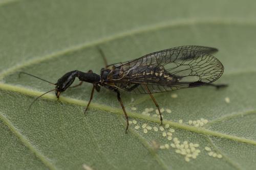 Réf. 359 018 : Phaeostigma notatum