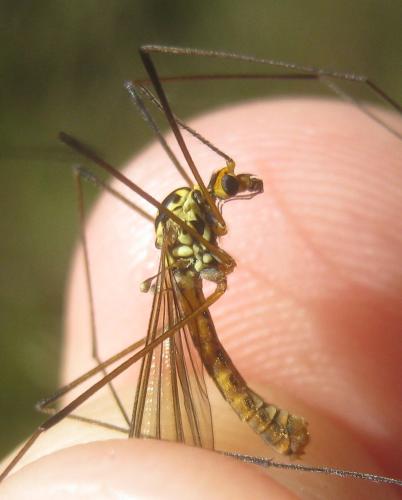 Réf. 359 035 : Nephrotoma sullingtonensis