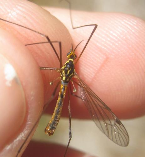 Réf. 359 036 : Nephrotoma sullingtonensis