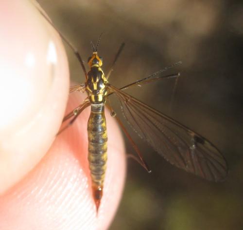 Réf. 359 033 : Nephrotoma sullingtonensis