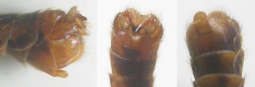 Réf. 359 034 : Nephrotoma sullingtonensis
