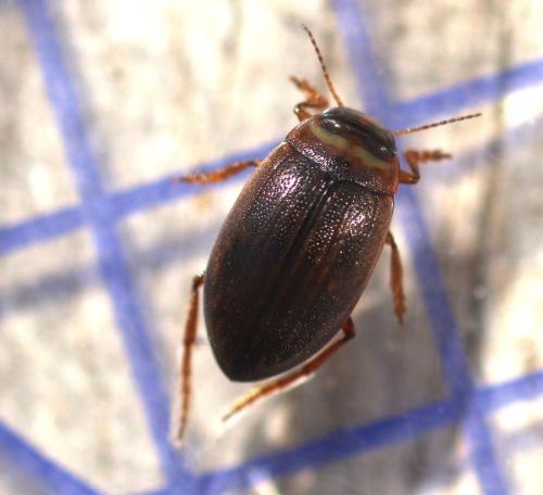 Hygrotus impressopunctatus
