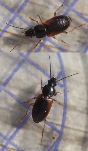 Réf. 359 216 : Stenolophus mixtus