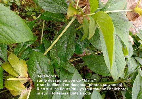 Indéterminé