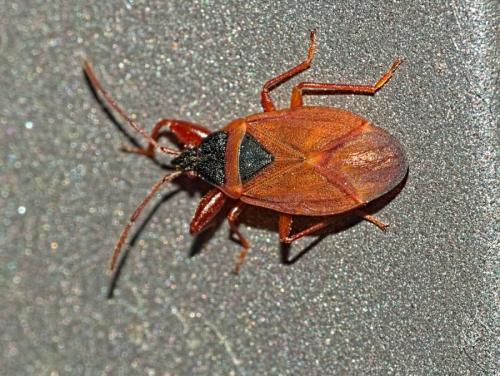 Gastrodes grossipes