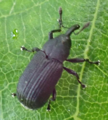 Réf. 359 258 : Magdalis sp.