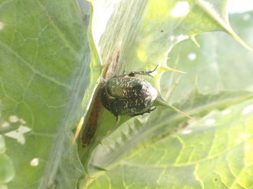 Réf. 359 607 : Netocia karelini