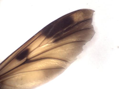 Réf. 359 010 : Keroplatus tipuloides