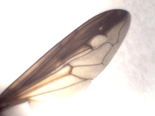 Réf. 359 091 : Sphiximorpha subsessilis
