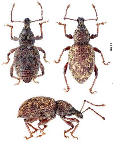 Réf. 359 878 : Otiorhynchus sp.