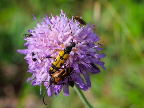 Réf. 359 428 : Rutpela maculata