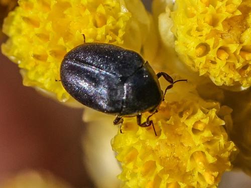 Orphilus sp.