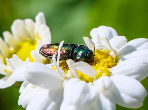 Réf. 359 886 : Anthaxia sp.