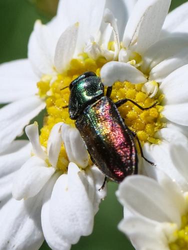Réf. 359 893 : Anthaxia sp.