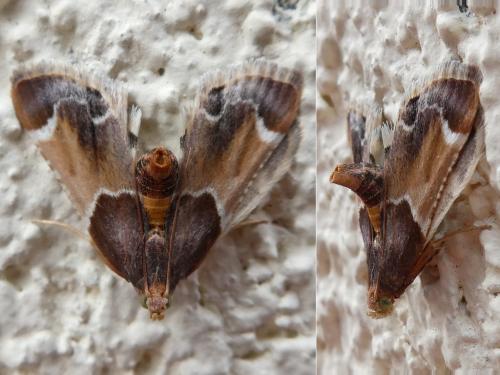 Pyralis farinalis