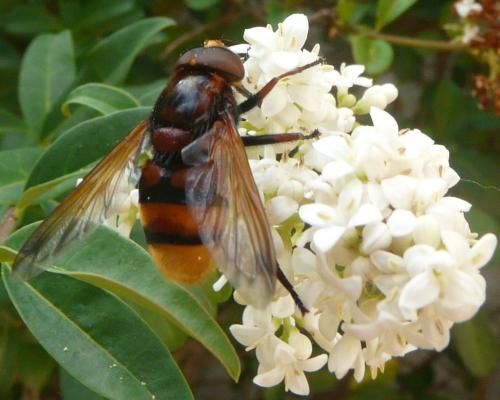 Réf. 359 307 : Volucella zonaria