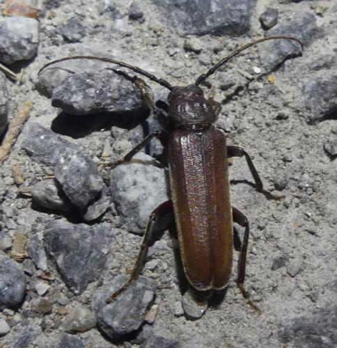 Réf. 359 622 : Arhopalus sp.