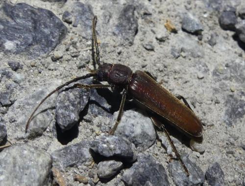 Réf. 359 623 : Arhopalus sp.