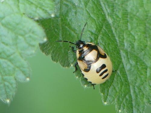 Réf. 359 099 : Tritomegas bicolor