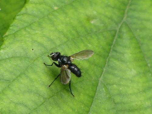 Réf. 359 120 : Phania funesta