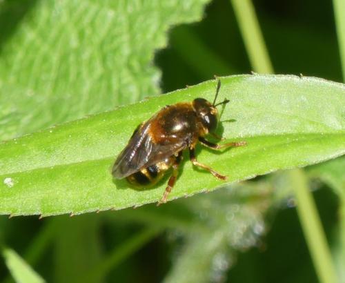 Réf. 359 473 : Microdon sp.