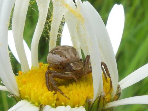 Réf. 359 043 : Xysticus sp.