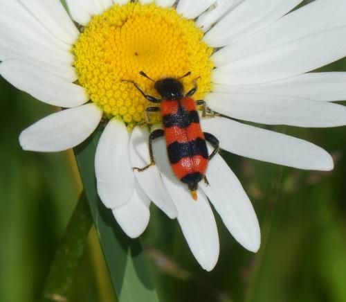 Réf. 359 259 : Trichodes apiarius